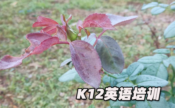 西安K12英语教育-品牌机构排名      